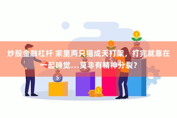 炒股金融杠杆 家里两只猫成天打架，打完就靠在一起睡觉…莫非有精神分裂？